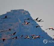 GREECE FLAMINGO