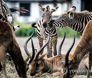 NETHERLANDS ANIMALS