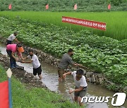 수해 대응하는 북한.."농경지 보호할 수 있게 물길 작업"