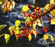 중국산 산수유서 잔류농약 기준치 초과 검출..식약처, 통관 차단