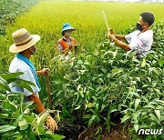 북한 "논물 관리공 사업에 품 넣어야"..칠골 야채 농장 일꾼들 조명