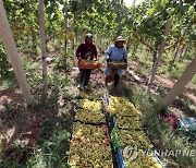 TUNISIA AGRICULTURE GRAPE HARVEST