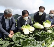 [포토] 고랭지 배추 포전 찾은 이성희 농협회장