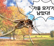 "여름에 모기 안 물리셨죠?" 아직 '가을 모기' 남았습니다