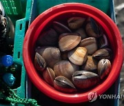 CHINA HONG KONG CLAM DIGGING