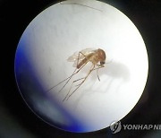 충남서 일본뇌염 매개 모기 첫 발견.."야간 야외활동 주의해야"