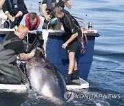 DENMARK ANIMALS BLUEFIN TUNA