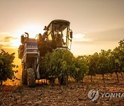 SPAIN GRAPE HARVEST