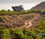 SPAIN GRAPE HARVEST