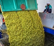 SPAIN GRAPE HARVEST