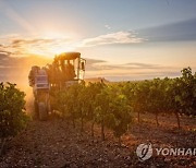 SPAIN GRAPE HARVEST