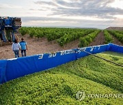 SPAIN GRAPE HARVEST