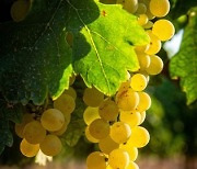 SPAIN GRAPE HARVEST