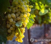 SPAIN GRAPE HARVEST