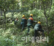 기후변화 골칫덩어리 '칡덩굴', 4.5만㏊ 산림에 피해