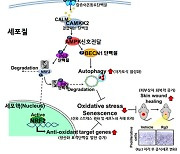 KBSI, 홍삼 사포닌 Rg3의 피부세포 역노화 기능 확인