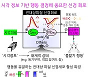 KAIST, 시각 정보가 행동으로 변환되는 신경회로 규명