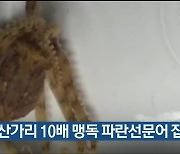 청산가리 10배 맹독 파란선문어 잡혀