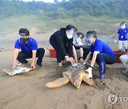 고향 바다로 돌아가는 바다거북