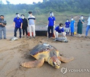 고향 바다로 돌아가는 바다거북