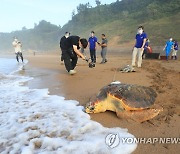 고향 바다로 돌아가는 바다거북