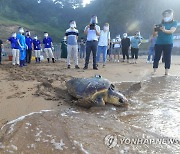 고향 바다로 돌아가는 바다거북