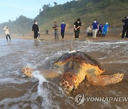 고향 바다로 돌아가는 바다거북