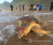 고향 바다로 돌아가는 바다거북