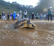 고향 바다로 돌아가는 바다거북