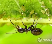 농약 대신 포식 곤충이 내뿜는 '공포의 냄새'로 해충 퇴치