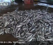 많이 잡혀도 고민..청어 '처리난'