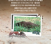 중국서 일본 도착한 컨테이너에 '맹독 불개미' 수백마리.. 항구서 내륙으로 옮겨져