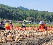 함양군, 양파 종자대 및 토양소독제 지원사업 신청 접수