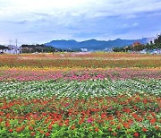 충북 제천 비행장에 형형색색 백일홍 '활짝'