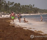 DOMINICAN REPUBLIC PHOTO SET SEAWEED