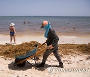 DOMINICAN REPUBLIC PHOTO SET SEAWEED