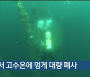 영덕서 고수온에 멍게 대량 폐사