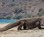 [핵잼 사이언스] 세계 최대 코모도왕도마뱀, 400만년 만에 멸종위기종 됐다