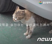 울산교육청 산책로에 정착.."청냥이·죽순이 보러오세요"