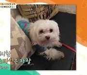 '펫키지' 홍석천 "반려견 엘사=미녀상+고소영과" 애정 과시