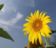 청명한 가을 하늘 아래 활짝 핀 해바라기