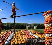 GERMANY PUMPKIN FESTIVAL