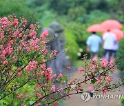 비 내리는 제주