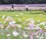 꽃의 계절