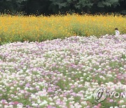 꽃의 계절