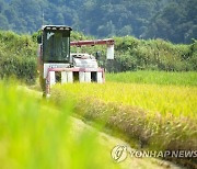 세종지역 올해 첫 벼 수확