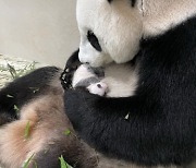 SINGAPORE PANDA CUB GENDER