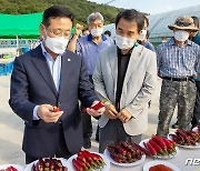 괴산군, 실증 재배한 토종고추 5종 비교평가..육성 시동