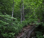 '숲에서 마음의 안식을'..국립횡성숲체원 프로그램