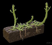 [핵잼 사이언스] 줄기와 뿌리가 한 줄기에서..4억 년 전 고대 식물 발견 (연구)